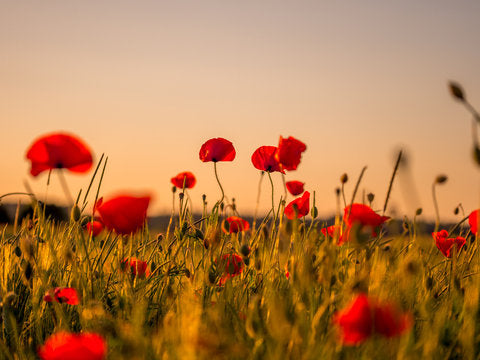 ANZAC Day Commemoration
